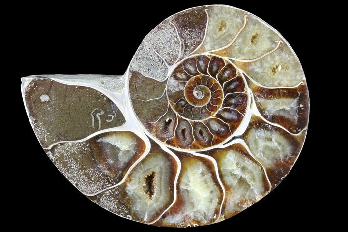 Thick Ammonite (Anapuzosia) Fossil Half #88050